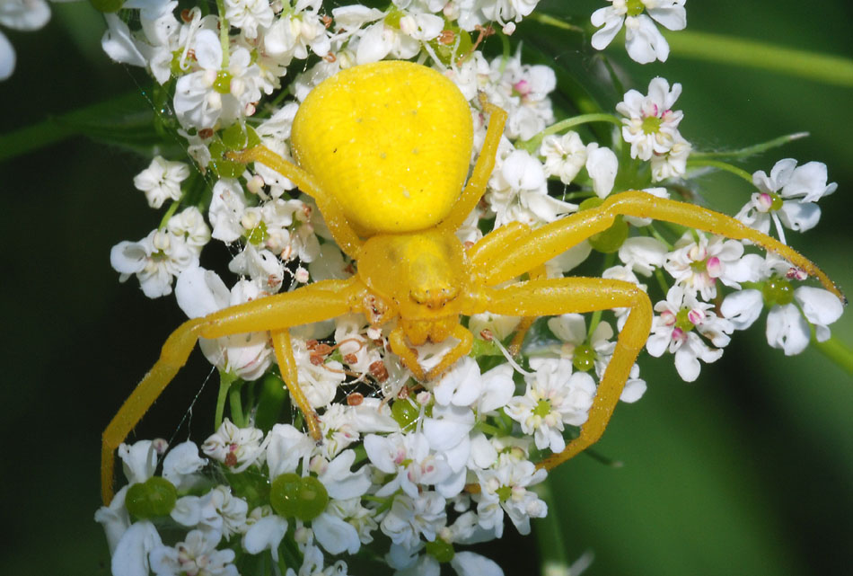 Misumena vatia; Araniella sp.